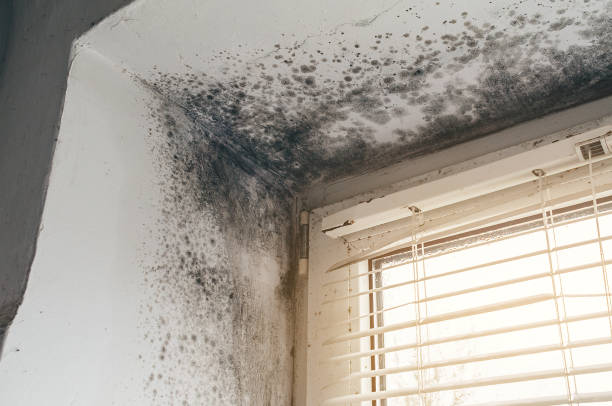 Trusted Basement Mold Remediation service in East Boston, MA - Cheap Mold Removal